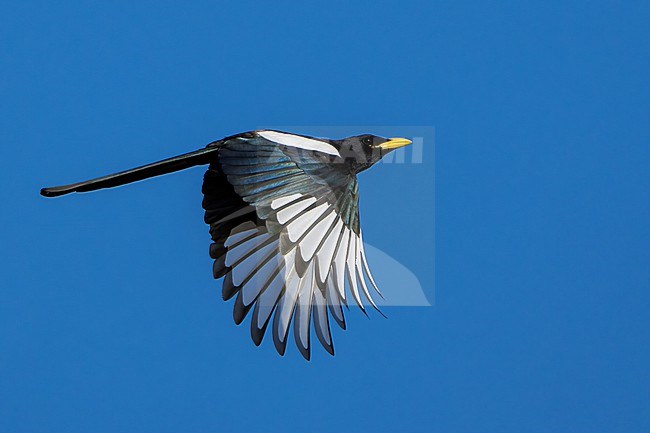 Adult 
Santa Barbara Co., CA
November 2021 stock-image by Agami/Brian E Small,