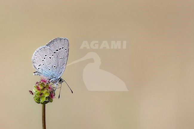 Small blue; Cupido minimus stock-image by Agami/Wil Leurs,