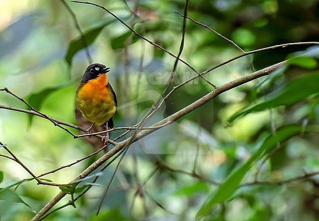 Yellow-breasted Forest Robin (Stiphrornis xanthogaster) in Uganda. Split from Forest Robin complex. stock-image by Agami/Dani Lopez-Velasco,