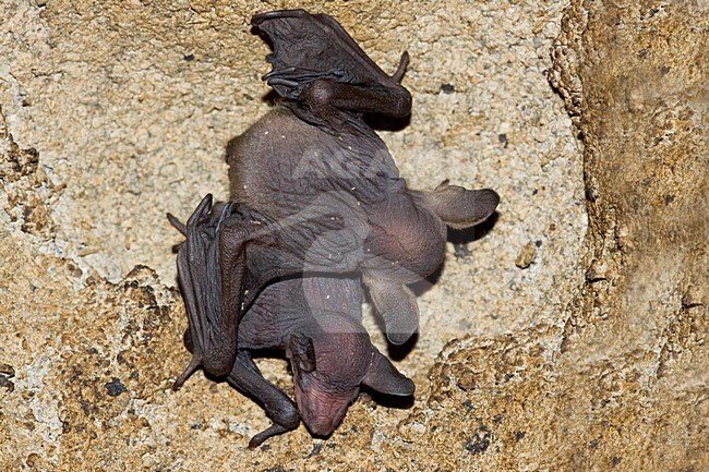 Jongen van de Franjestaart; Young of Natterer\'s Bat stock-image by Agami/Theo Douma,