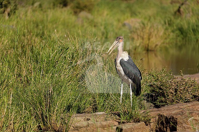 Afrikaanse Maraboe; Marabou Stork; stock-image by Agami/Walter Soestbergen,