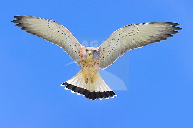 Lesser Kestrel (Falco naumannis) in Italy. Adult male in flight with a blue sky as background. stock-image by Agami/Daniele Occhiato,