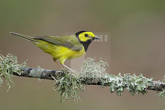 Adult male Hooded Warbler (Setophaga citrina) during spring migration at Galveston County, Texas, USA. stock-image by Agami/Brian E Small,