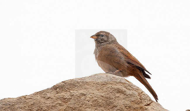 Immature male House Bunting (Emberiza sahari) in Morocco. stock-image by Agami/Tom Lindroos,