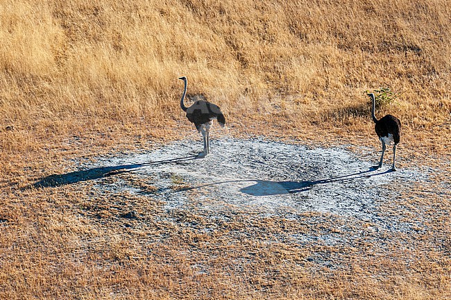 An aerial view of a pair of ostriches, Struthio camelus, and their nest. Okavango Delta, Botswana. stock-image by Agami/Sergio Pitamitz,