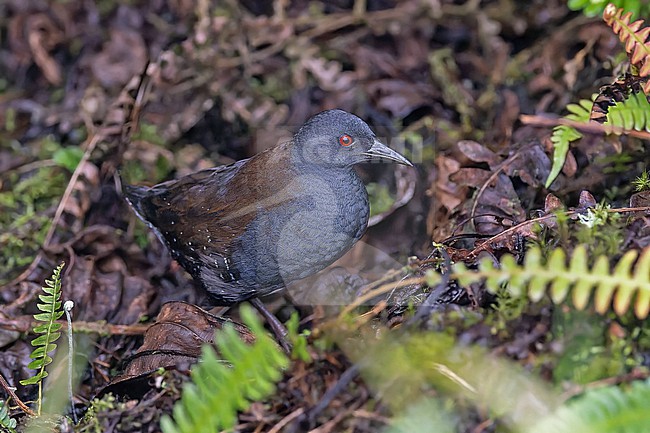 Galapagos Crake (Laterallus spilonota) on the Galapagos Islands, part of the Republic of Ecuador. stock-image by Agami/Pete Morris,