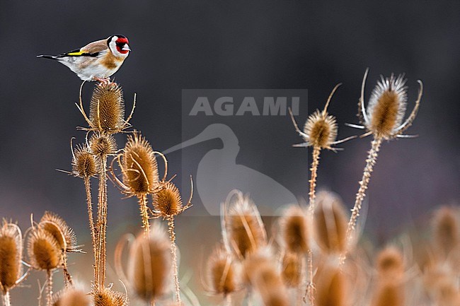 Eurasian Goldfinch (Carduelis carduelis) in Italy. stock-image by Agami/Daniele Occhiato,