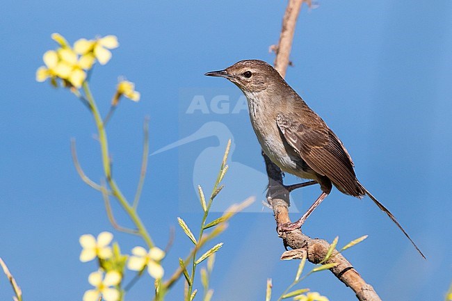 Little Rush Warbler (Bradypterus baboecala), adult perched on a branch, Western Cape, South Africa stock-image by Agami/Saverio Gatto,