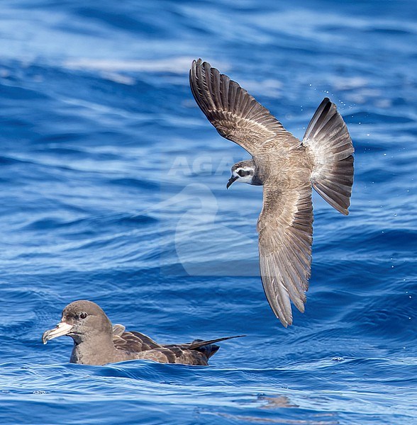 Latham's Storm Petrel (Pelagodroma (marina) maoriana) flying over the pacific ocean off North Island, New Zealand. Flesh-footed Shearwater swimming. stock-image by Agami/Marc Guyt,
