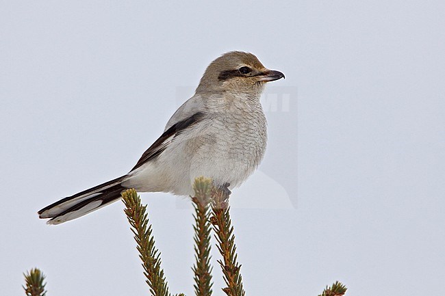 Northern Shrike (Lanius excubitor) perched on a branch in Toronto, Ontario, Canada. stock-image by Agami/Glenn Bartley,