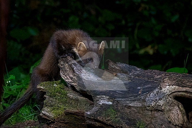 Tree Marten, Martes martes is looking into the camera from behind a dead tree. The picture is taken at night. The background is black. stock-image by Agami/Hans Germeraad,