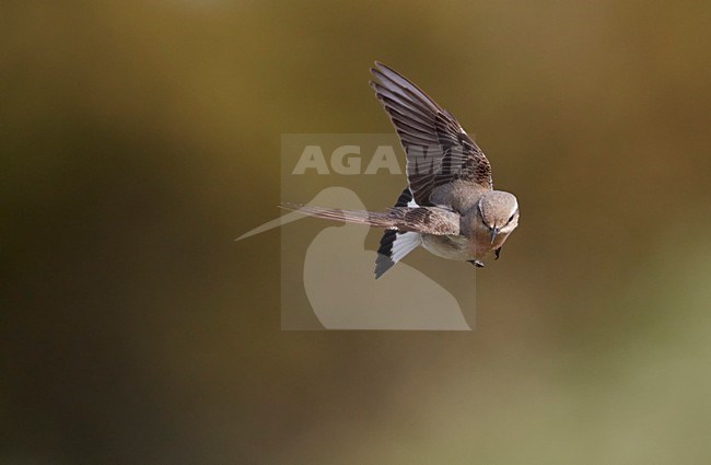 Mannetje Tapuit in de vlucht; Male Northern Wheatear in flight stock-image by Agami/Markus Varesvuo,