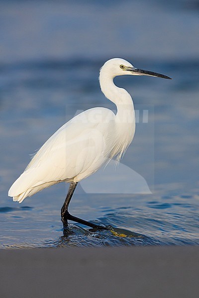 Little Egret (Egretta garzetta), side view of an adult in winter plumage standing in the water in Campania (Italy) stock-image by Agami/Saverio Gatto,