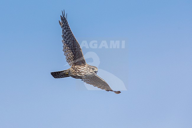 Merlin (Falco columbarius), adult female in flight seen from below, Northeastern Region, Iceland stock-image by Agami/Saverio Gatto,