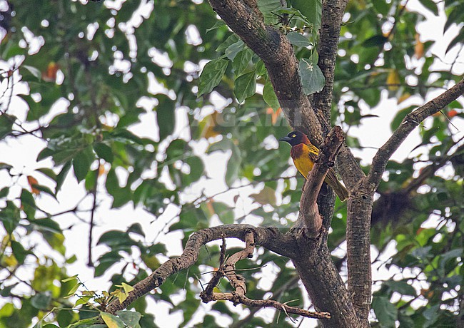 Giant Weaver (Ploceus grandis) , an endemic weaver to São Tomé Island. It can climb trees and branches, rather like a treecreeper or sittella. stock-image by Agami/Pete Morris,