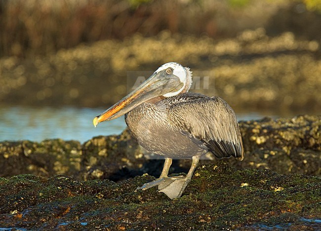 Bruine Pelikaan; Brown Pelican stock-image by Agami/Roy de Haas,