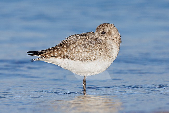 Grey Plover (Pluvialis squatarola), side view of an adult in winter plumage resting on the shore, Campania, Italy stock-image by Agami/Saverio Gatto,