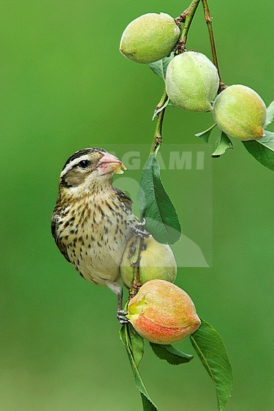 Adult female
Galveston Co., TX
May 2005 stock-image by Agami/Brian E Small,