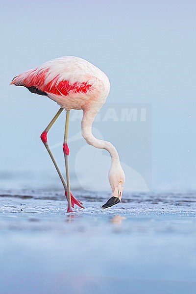 Chilean Flamingo (Phoenicopterus chilensis) feeding at a laguna in Argentina stock-image by Agami/Dubi Shapiro,