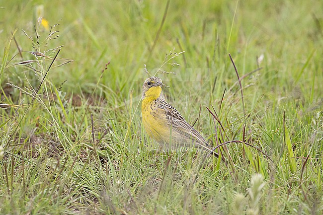 Yellow-breasted Pipit (Anthus chloris) in South Africa. stock-image by Agami/Pete Morris,