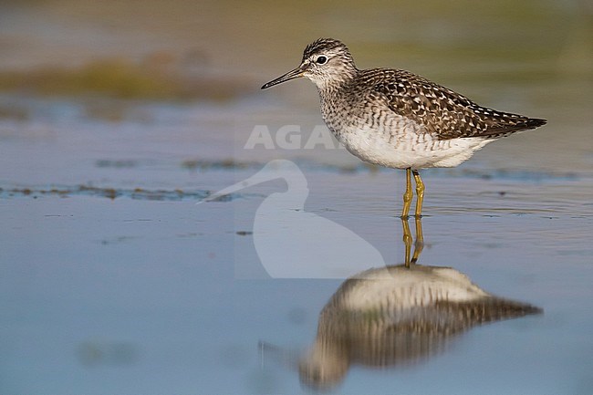 Wood Sandpiper (Tringa glareola), adult standing in a swamp stock-image by Agami/Saverio Gatto,