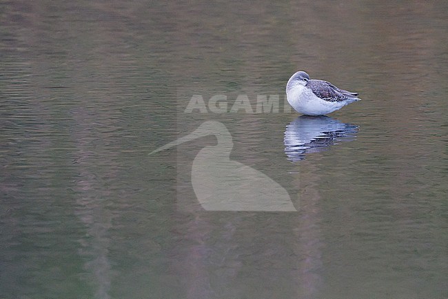 Spotted Redshank (Tringa erythropus) winter plumage sleeping in tidal pool for shrimps with reflection in water stock-image by Agami/Menno van Duijn,
