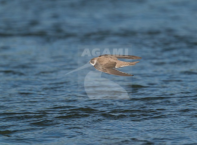 Sand Martin (Riparia riparia) flying low above water of river Maas showing upperside stock-image by Agami/Ran Schols,