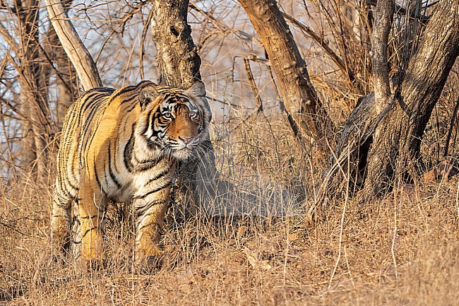 Bengal Tiger, Panthera tigris tigris, in India. stock-image by Agami/Dani Lopez-Velasco,