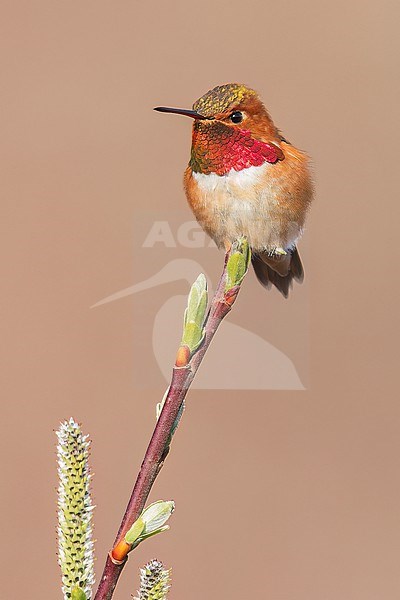 Rufous Hummingbird (Selasphorus rufus) perched on a branch in Victoria, BC, Canada. stock-image by Agami/Glenn Bartley,