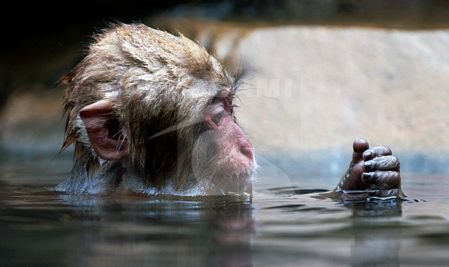 Jonge Japanse Makaak in warmwaterbron, Japanese Macaque young in hot spring stock-image by Agami/Roy de Haas,