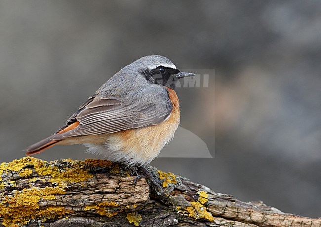 Volwassen mannetje Gekraagde Roodstaart; Adult male Common Redstart stock-image by Agami/Markus Varesvuo,