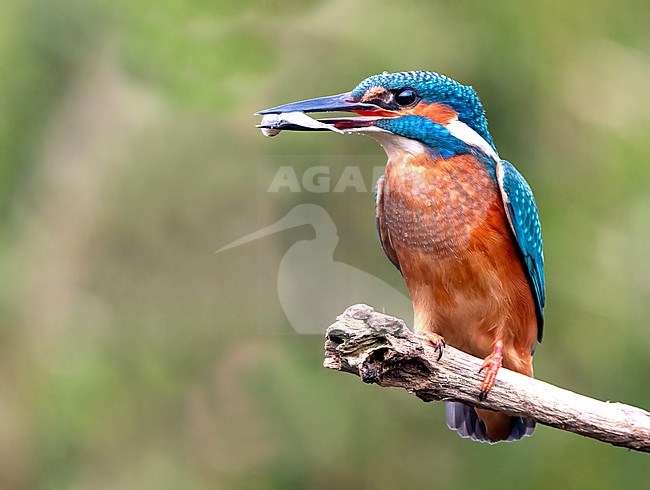 Common Kingfisher (Alcedo atthis) perched on a branch with small fish stock-image by Agami/Roy de Haas,