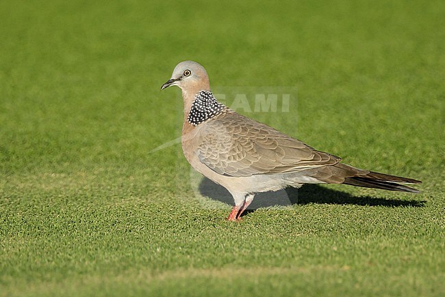 Adult Spotted Dove (Spilopelia chinensis)
Standing on a lawn in Mauna Kea, Hawai
February 2018 stock-image by Agami/Brian E Small,