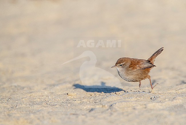 Wintering Cetti's Warbler (Cettia cetti) in Berkheide dunes, south of Katwijk, Netherlands. Foraging on the ground. stock-image by Agami/Marc Guyt,