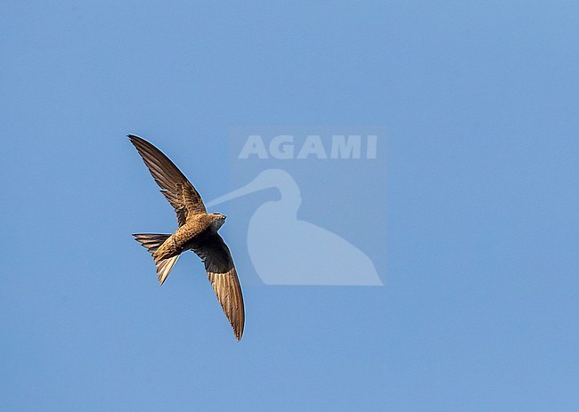 Pallid Swift (Apus pallidus) in central Spain during summer. stock-image by Agami/Marc Guyt,