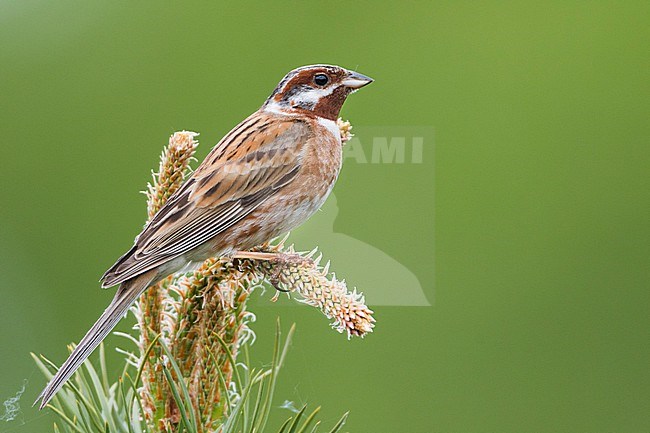 Pine Bunting - Fichtenammer - Emberiza leucocephalos leucocephalos, Russia (Baikal), adult male stock-image by Agami/Ralph Martin,