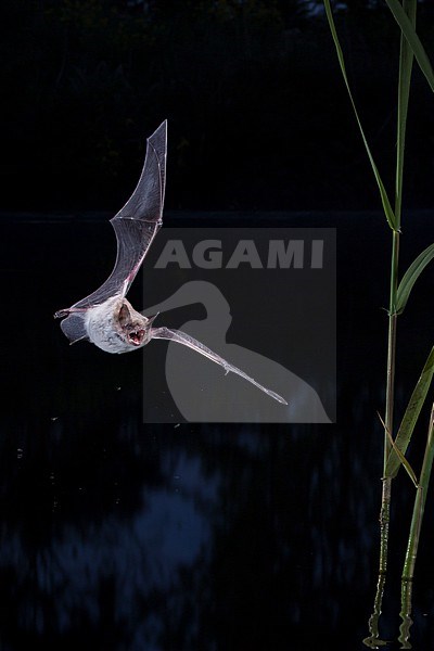 Pond bat, flying and hunting stock-image by Agami/Theo Douma,