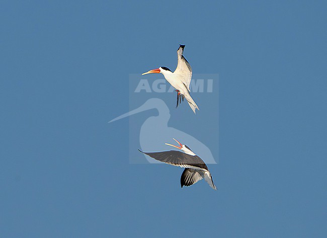 Indian Skimmer, Rynchops albicollis, in India. stock-image by Agami/Dani Lopez-Velasco,