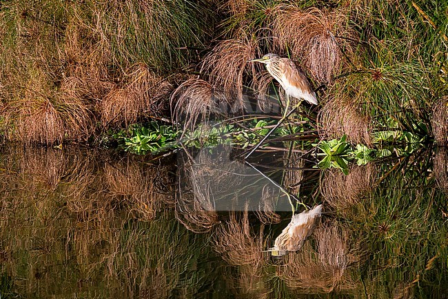 Squacco Heron (Ardeola ralloide) standing on the edge of a swamp in Uganda. With perfect reflection in the water during last hour of the day. stock-image by Agami/Hans Germeraad,