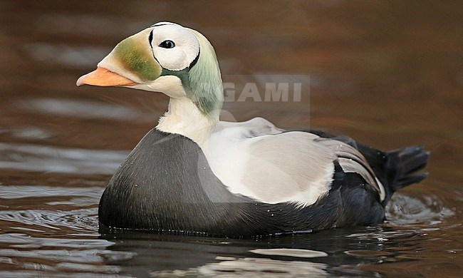 Spectacled Eider (Somateria fischeri), adult male swimming in captivity, seen from the side. stock-image by Agami/Fred Visscher,
