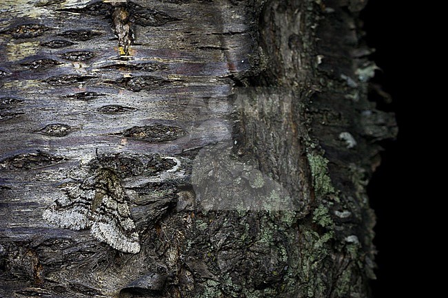 Lycia hirtaria - Brindled beauty - Schwarzfühler-Dickleibspanner, France (Provence), imago stock-image by Agami/Ralph Martin,