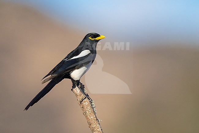 Adult
Santa Barbara Co., CA
November 2022 stock-image by Agami/Brian E Small,