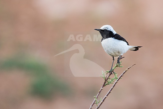 Adult male Finsch's Wheatear in Tajikistan stock-image by Agami/Ralph Martin,
