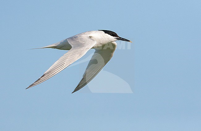 Sandwich Tern (Sterna sandvicensis) on Wadden island Texel in the Netherlands. Adult in summer plumage flying past. stock-image by Agami/Marc Guyt,