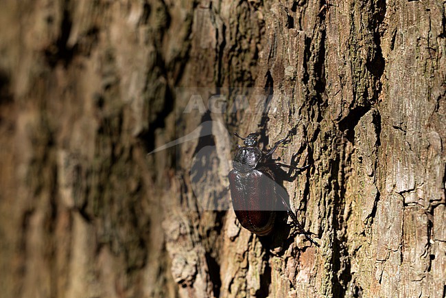 female hermit beetle or Russian leather beetle (Osmoderma eremita) is a xylobiontic beetle living and is threatened by modern intensive forestry, found in Lower Saxony in Germany stock-image by Agami/Mathias Putze,