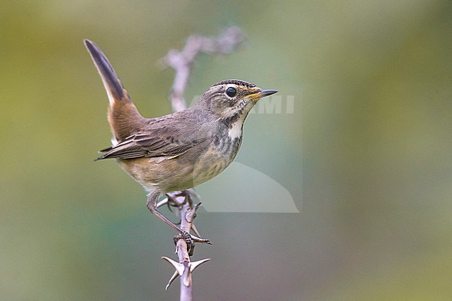 Female (type) Bluethroat, Luscinia svecica, in Italy during autumn migration. stock-image by Agami/Daniele Occhiato,