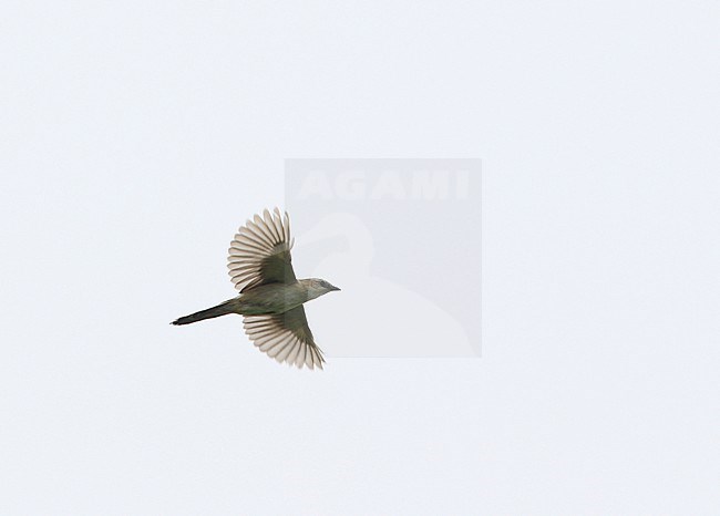 Bristled Grassbird (Schoenicola striatus) in flight in India. stock-image by Agami/James Eaton,