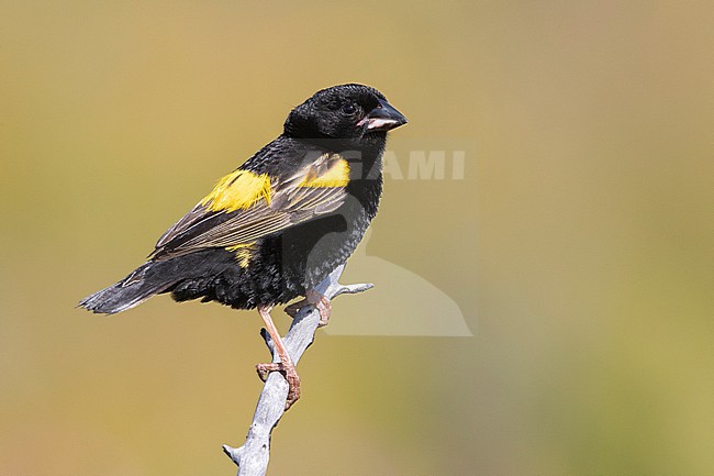 Yellow Bishop (Euplectes capensis), side view of an adult male in breeding plumage perched on a branch, Western Cape, South Africa stock-image by Agami/Saverio Gatto,