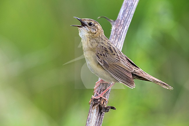 Sprinkhaanzanger; Grasshopper Warbler; Locustella naevia straminea stock-image by Agami/Daniele Occhiato,