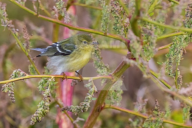 Onvolwassen Zwartkopzanger; Immature Blackpoll Warbler stock-image by Agami/Daniele Occhiato,